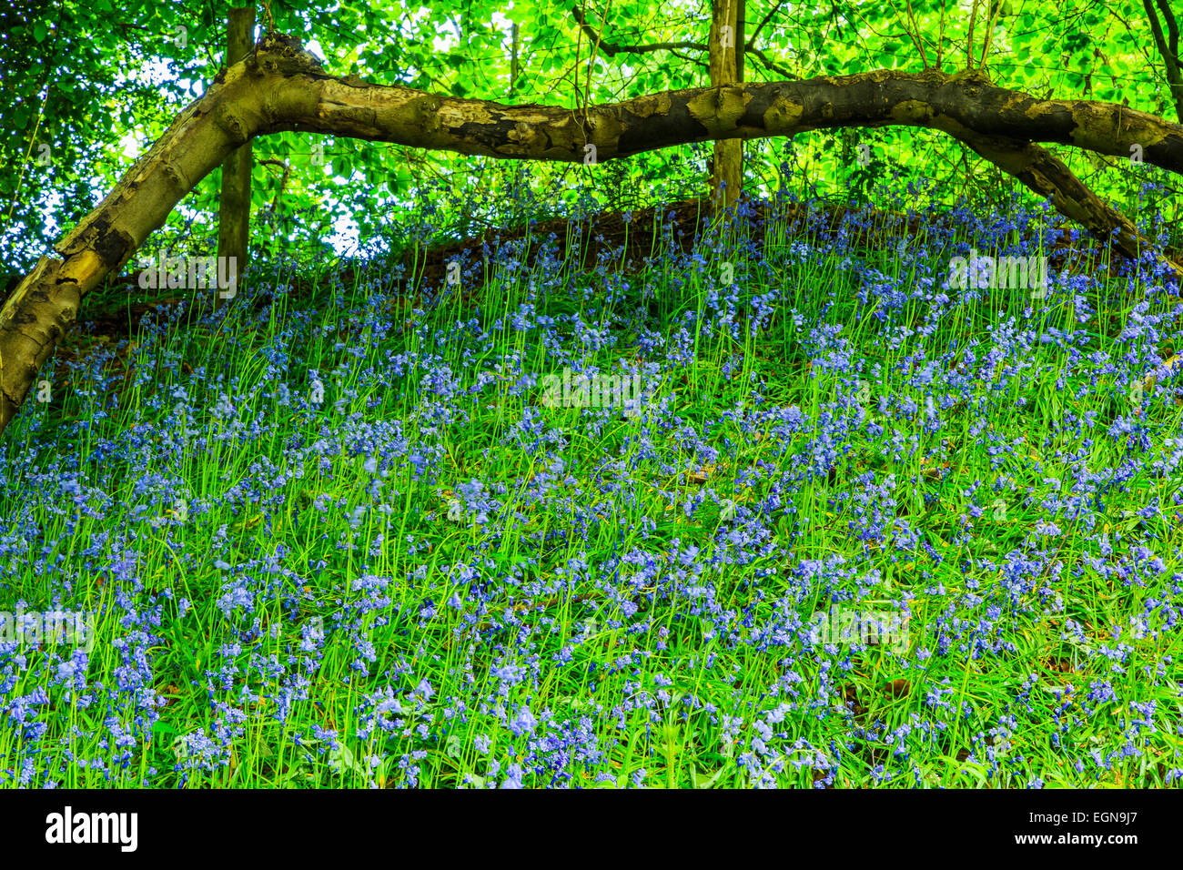 A great canal walk with lovely bluebells in Kinver, South Staffordshire Stock Photo