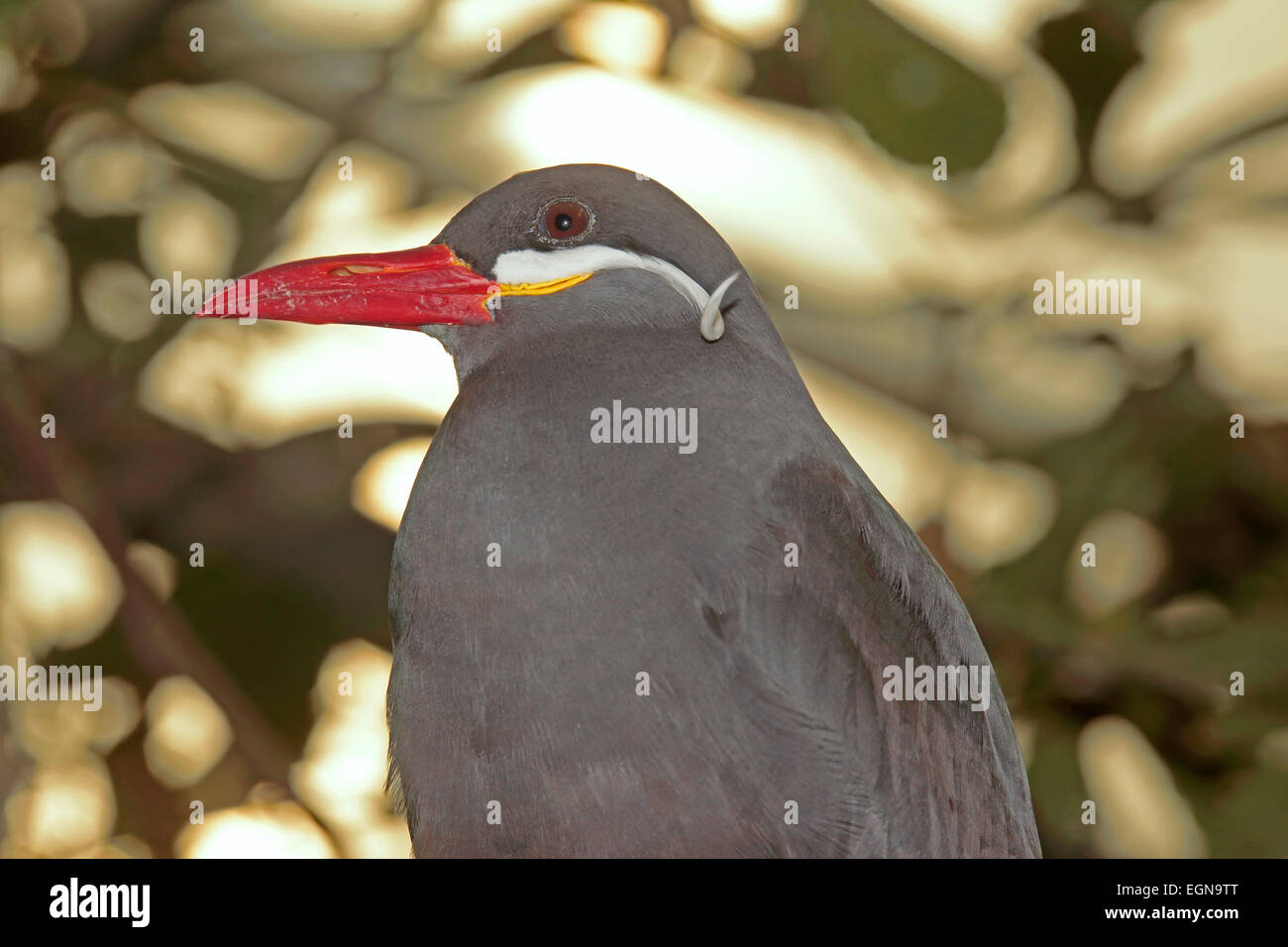 Inca Tern (Larosterna inca) Stock Photo