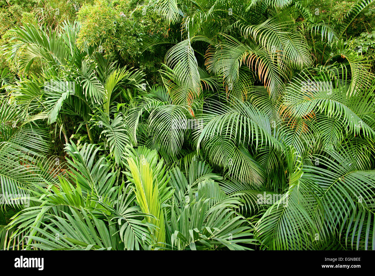 Tropical Forest whith Areca Palm or Bamboo palm (Dypsi lutescens) Stock Photo