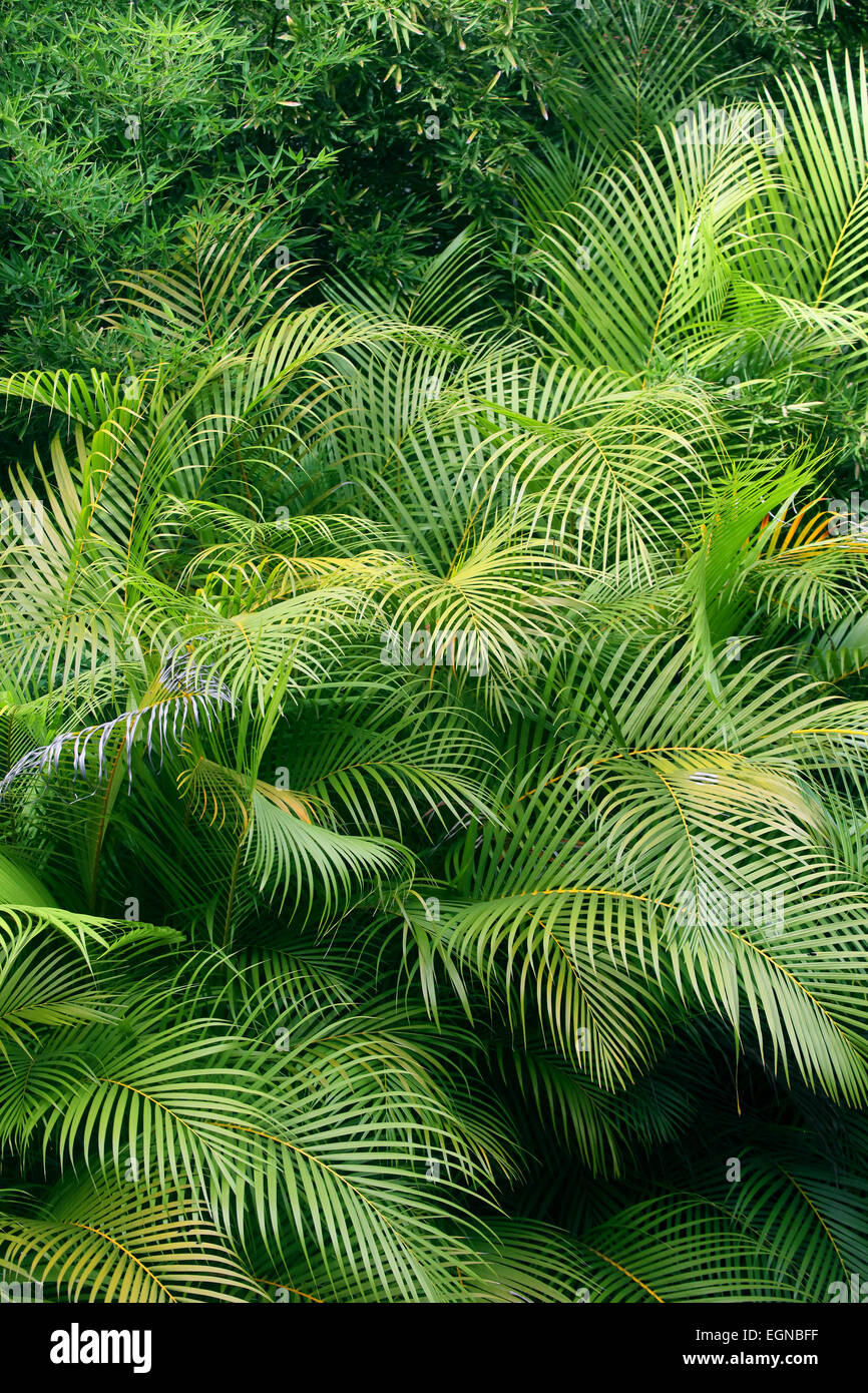 Tropical Forest with Areca Palm or Bamboo palm (Dypsi lutescens) Stock Photo