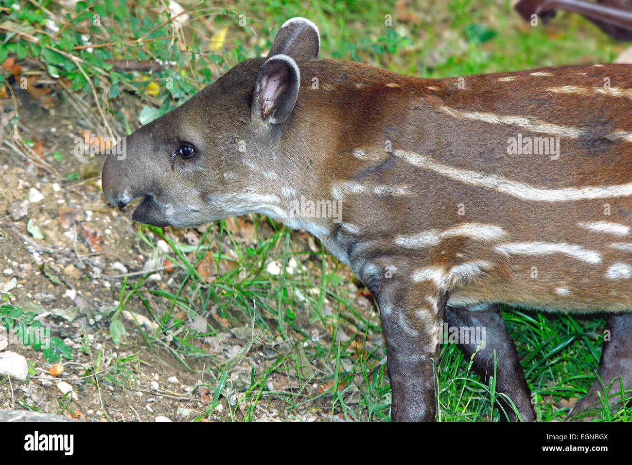 Young South American Tapir (Tapirus terrestris) Stock Photo