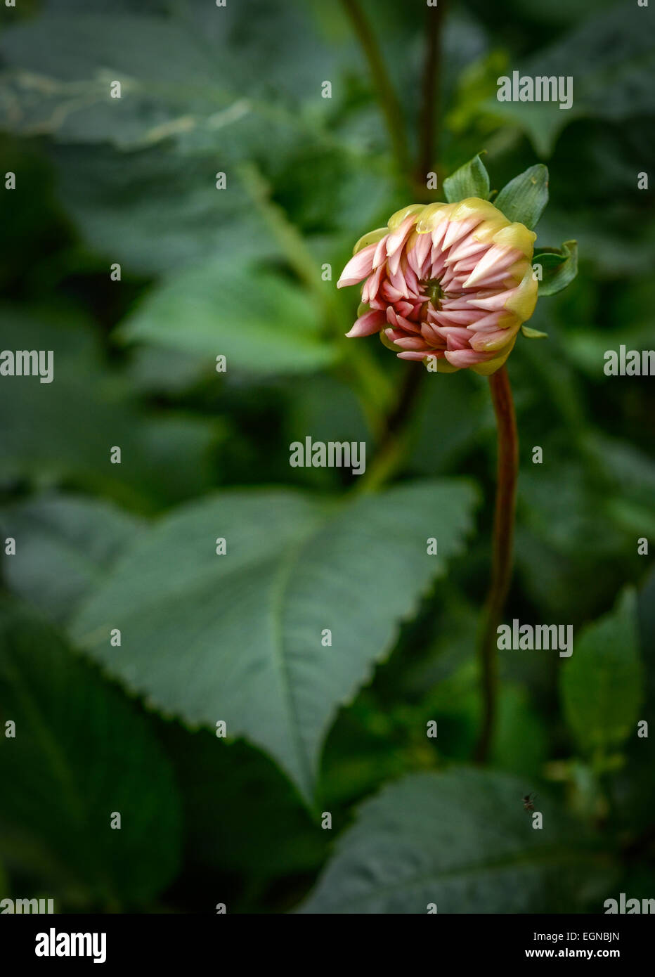 Closed Pink Dahlia Flower Stock Photo