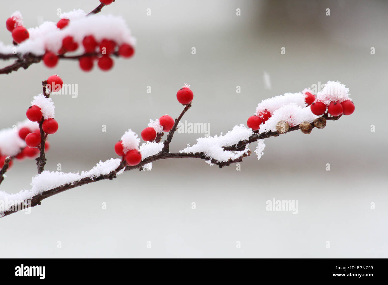 Winterberry in winter Stock Photo