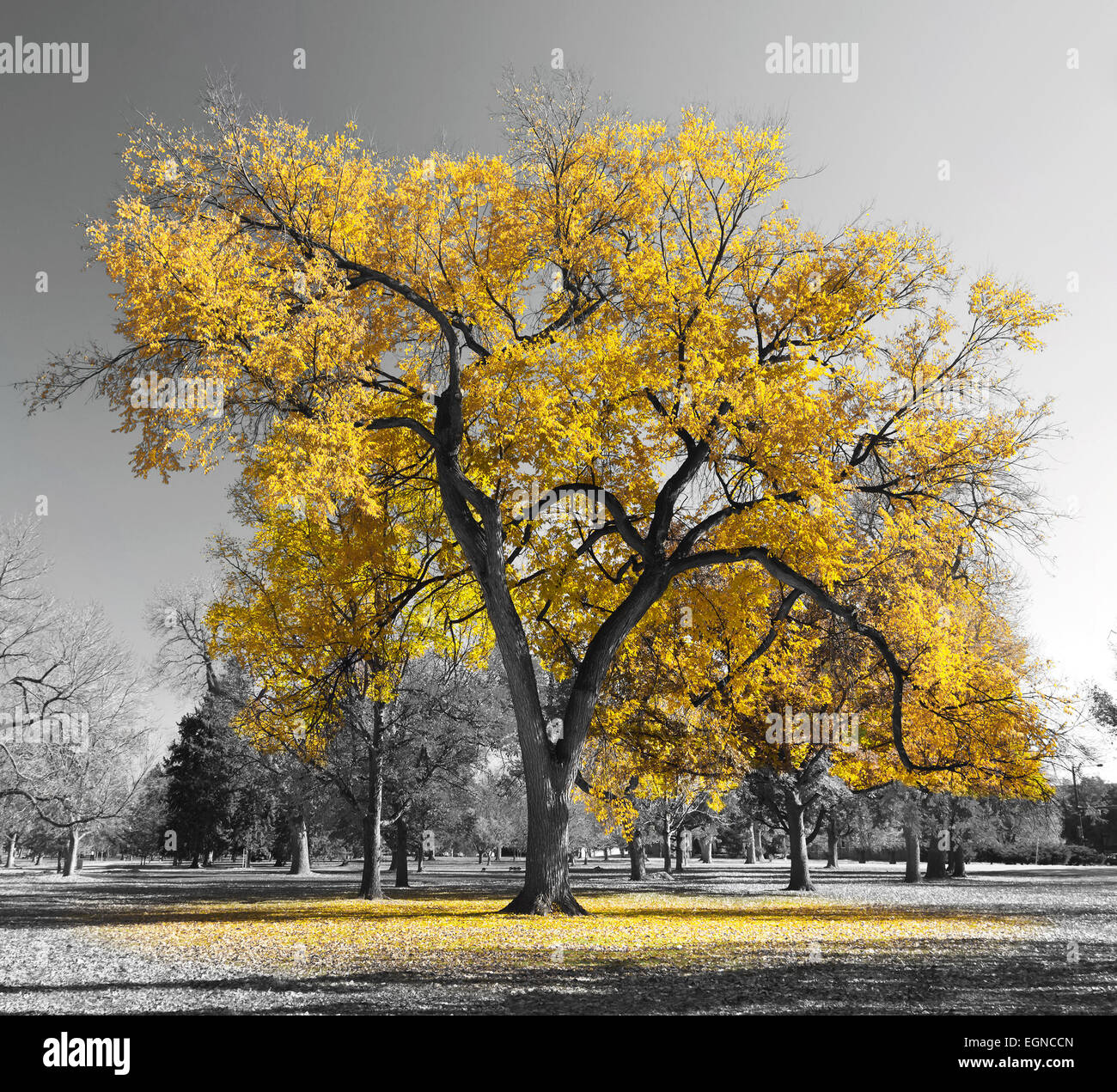 Big yellow tree in a black and white landscape Stock Photo Alamy