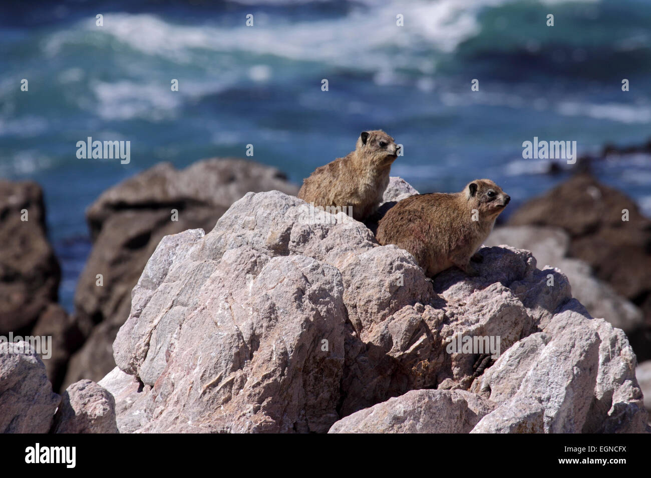 Dassies or roch hyrax inhabiting coastal rocks near cape town South africa Stock Photo