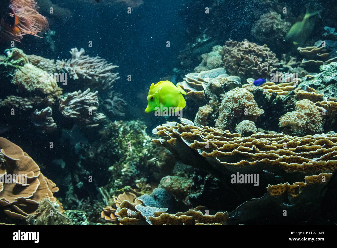 yellow coral fish Stock Photo