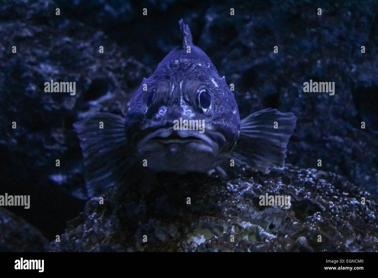 spotted coral fish Stock Photo