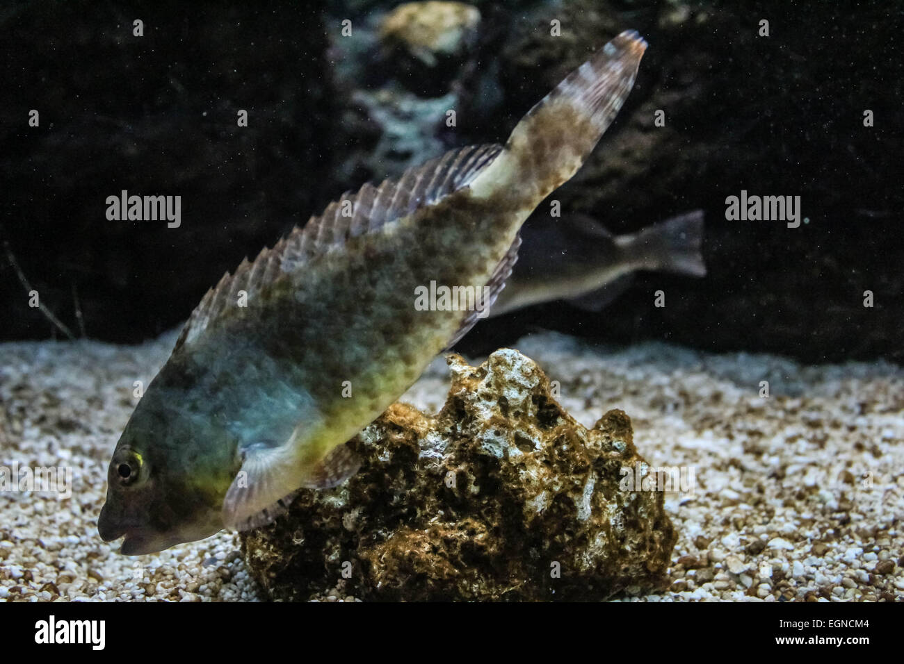 spotted coral fish Stock Photo