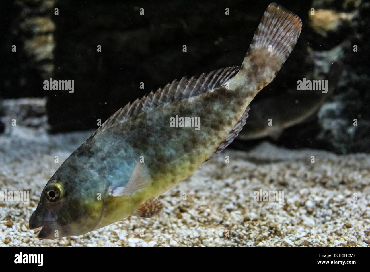 spotted coral fish Stock Photo