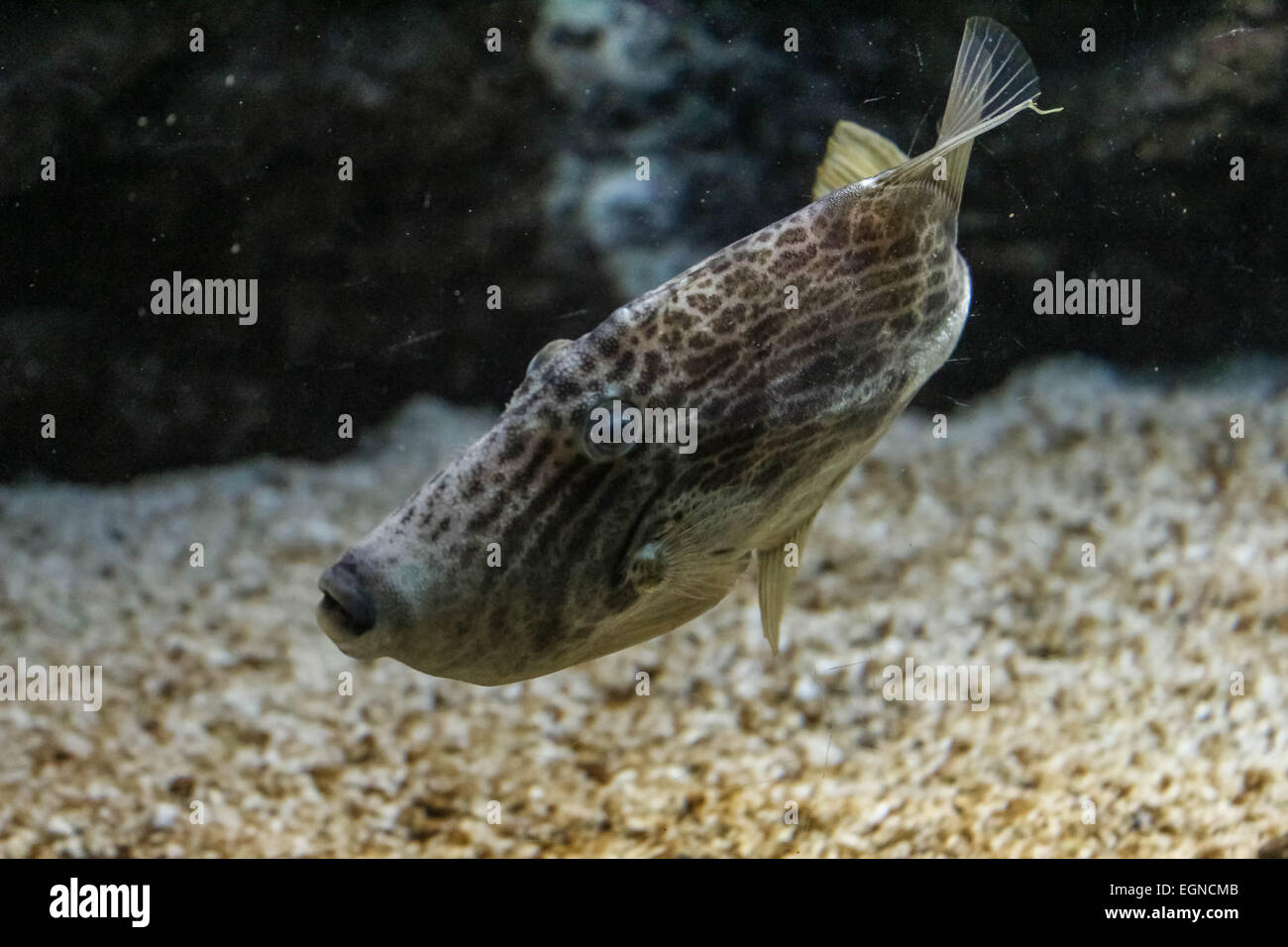 spotted coral fish Stock Photo