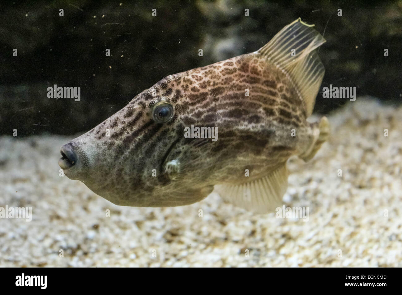 spotted coral fish Stock Photo