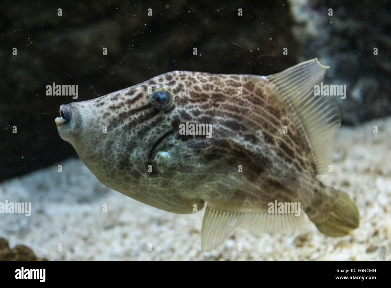 spotted coral fish Stock Photo