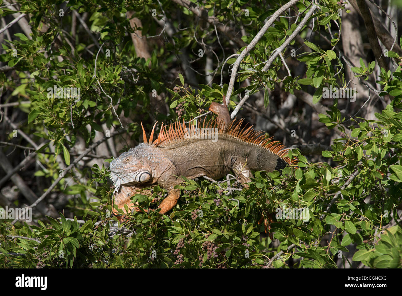 A green iguana perched in a mangrove tree in Key West, Florida Stock Photo