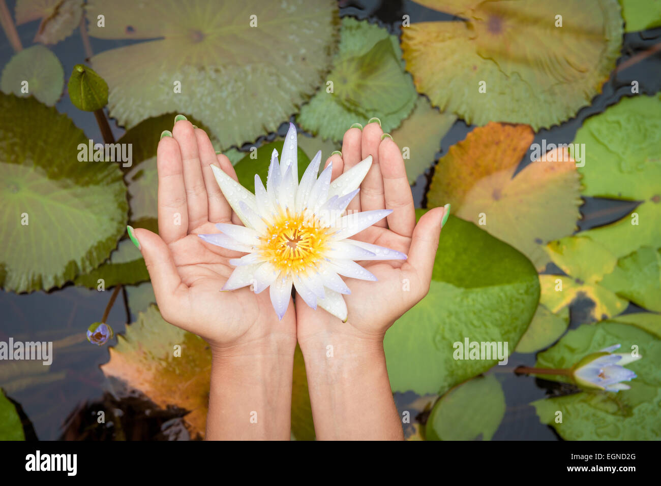 Hands holding lotus flower hires stock photography and images Alamy