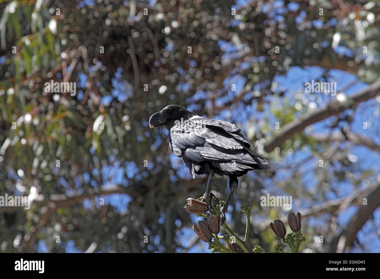 White-necked raven perched on twigs in South Africa Stock Photo