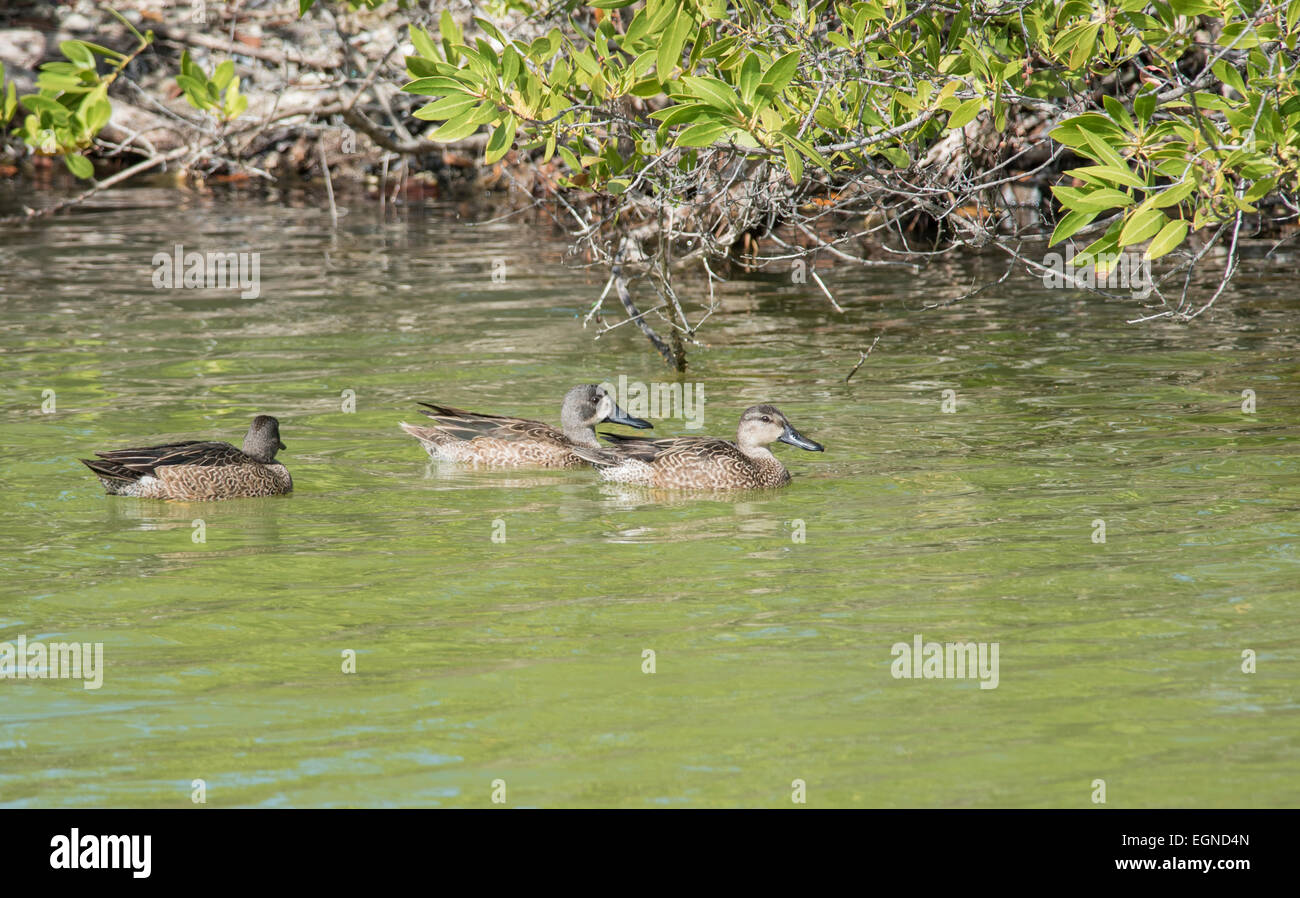 Pintail ducks swimming in the mangroves of South Florida Stock Photo
