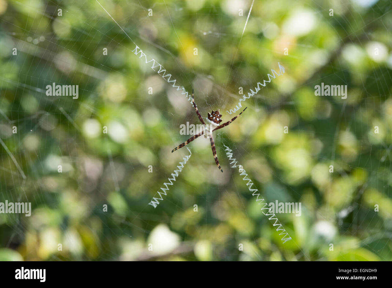 A silver argiope spider in it's hallmark x-shaped, zippered web. Stock Photo