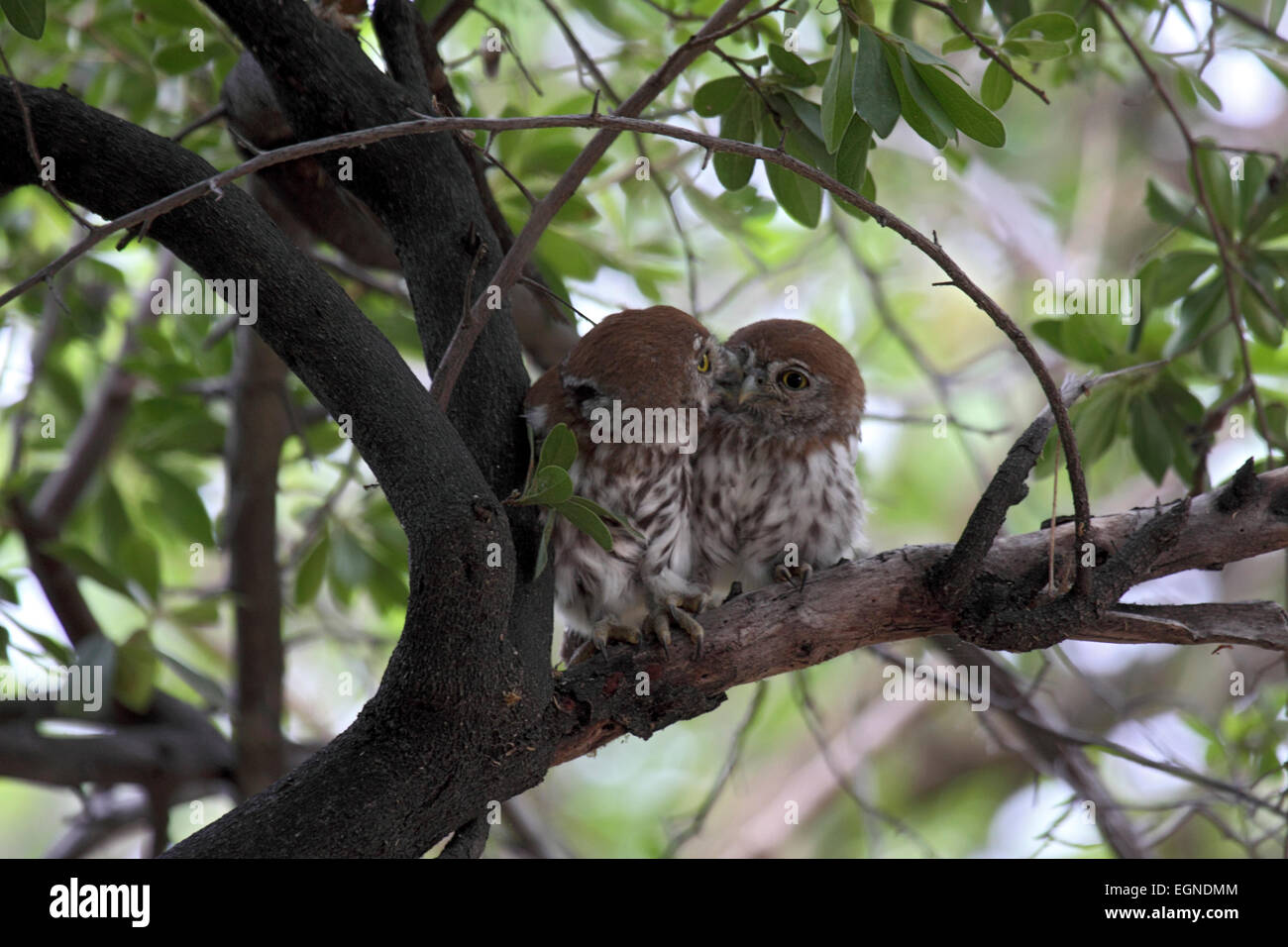 Pearlspotted owlet babies freshly fledged interacting on branch of