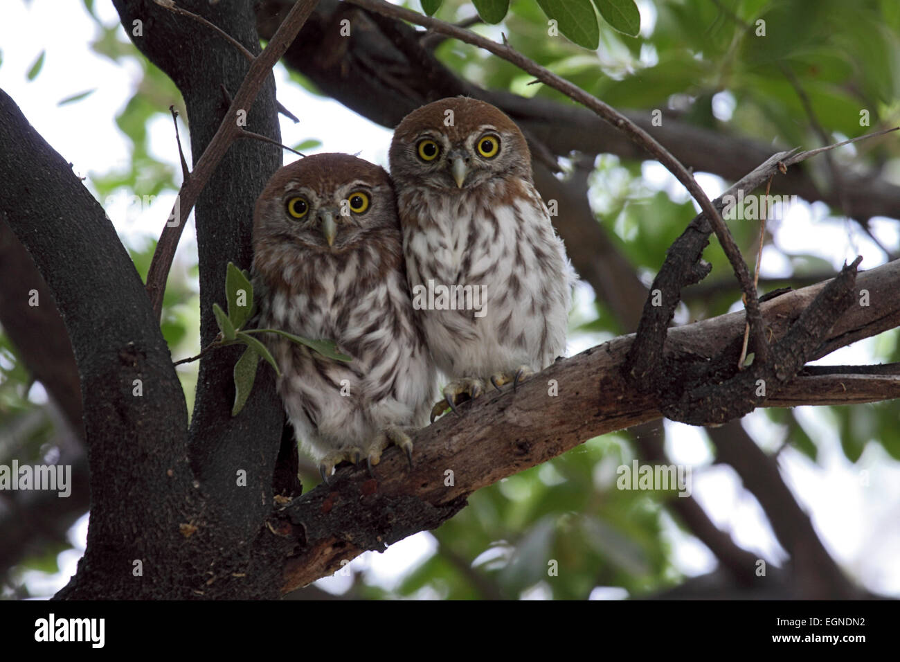 Pearlspotted owlet babies freshly fledged on branch of tree in