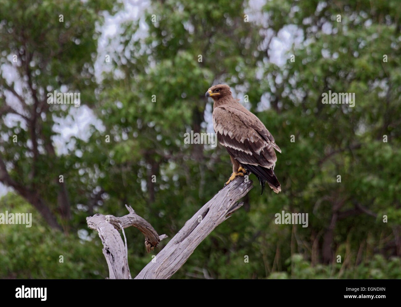Eagles on dead tree hi-res stock photography and images - Alamy
