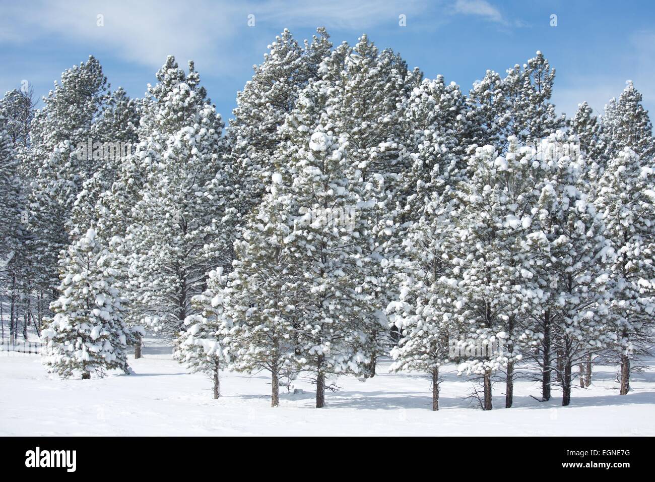 A beautiful forest with a fresh snowfall in Bryce Canyon National Park, Utah. Stock Photo
