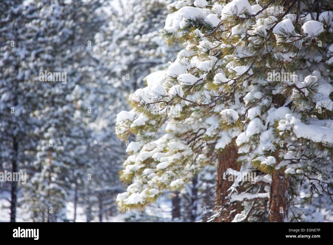 A beautiful forest with a fresh snowfall in Bryce Canyon National Park, Utah. Stock Photo