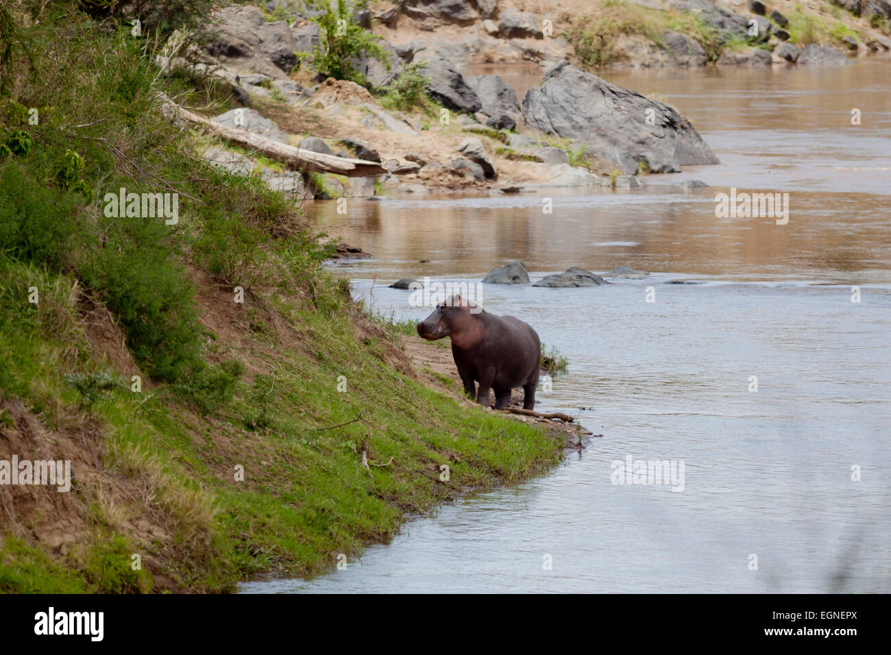 Wild African hippo out of water by river Stock Photo