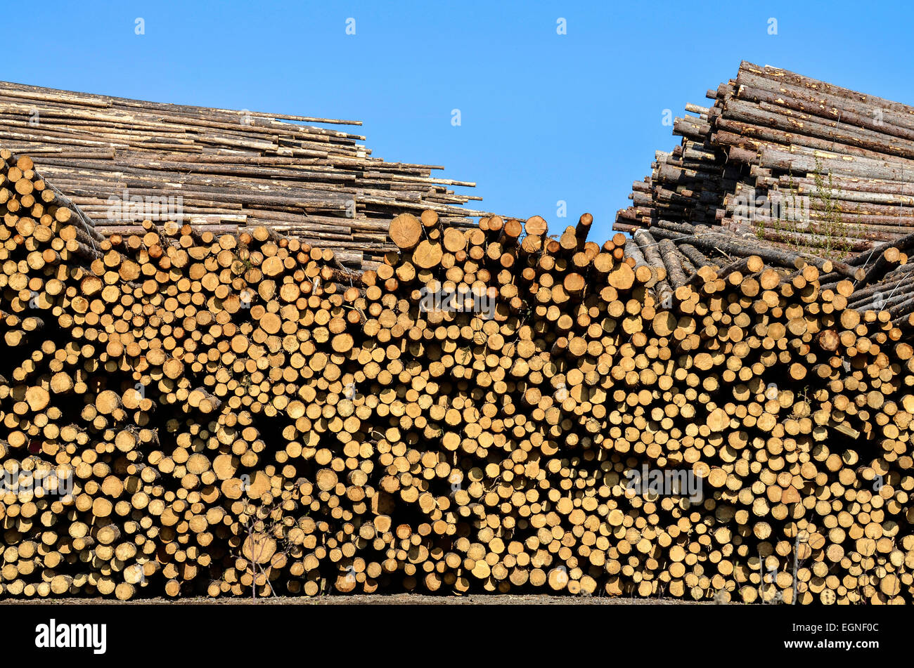 Large stack of timber, blue sky Stock Photo