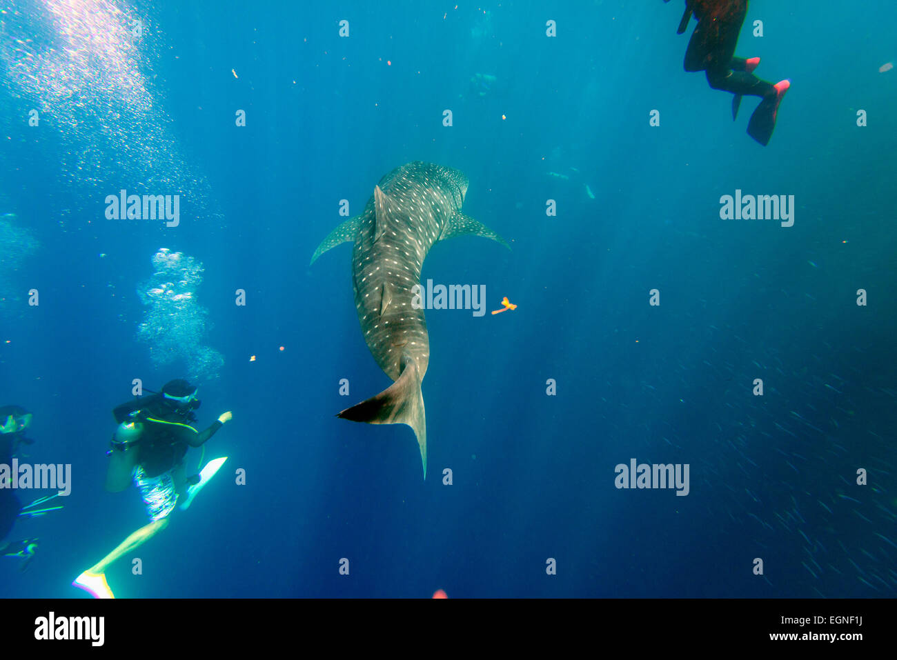 South East Asia, Philippines, The Visayas, Cebu, Moalboal, Panagsama Beach, Whale Shark (Rhincodon typus) and scuba divers Stock Photo
