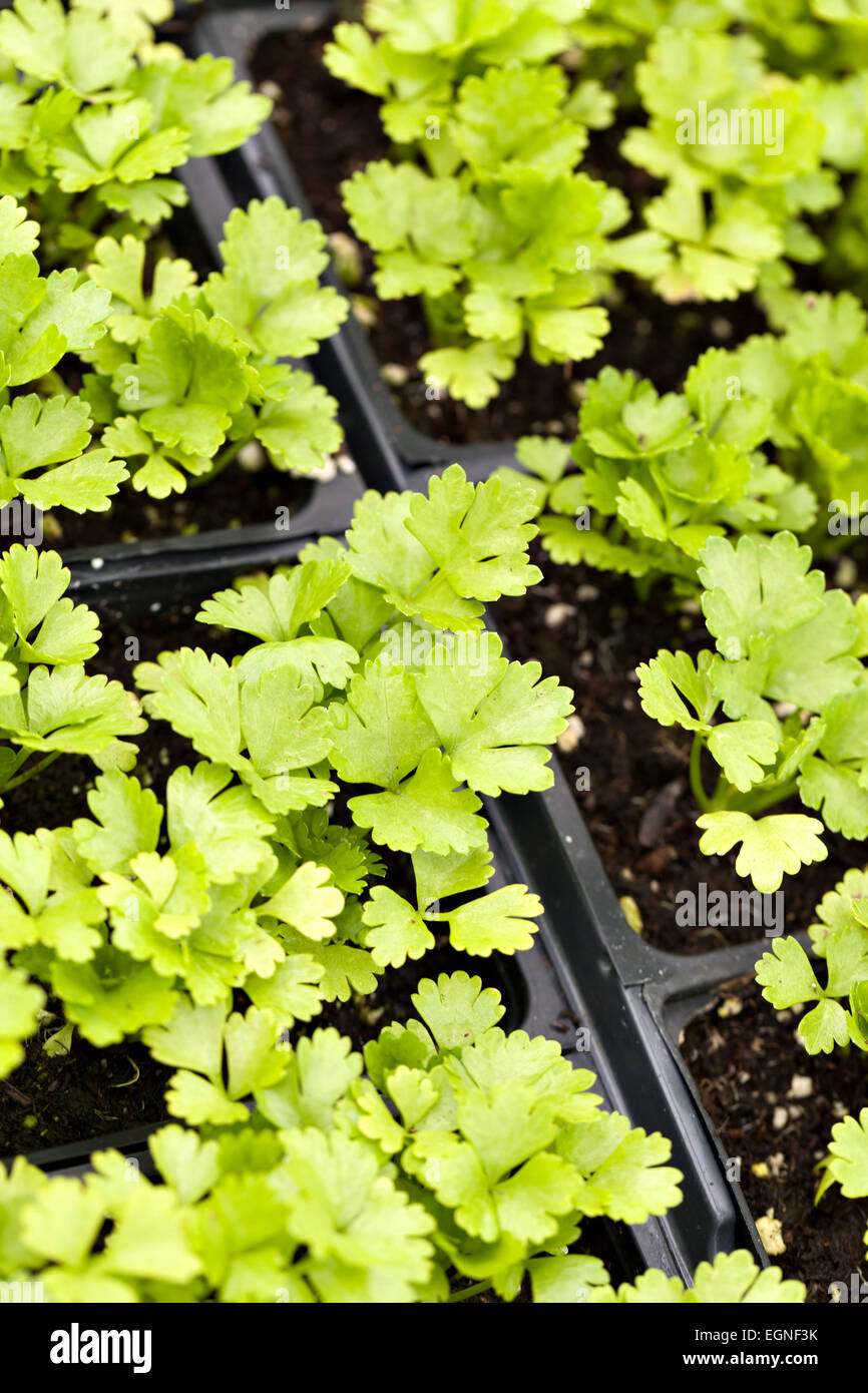 Celery Plants Stock Photo