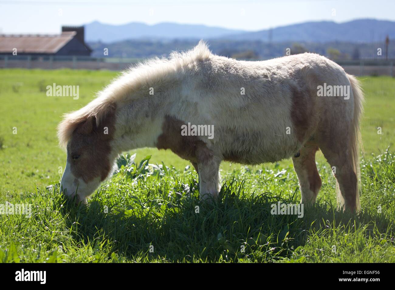 Beautiful miniature horse grazing in a green pasture Stock Photo
