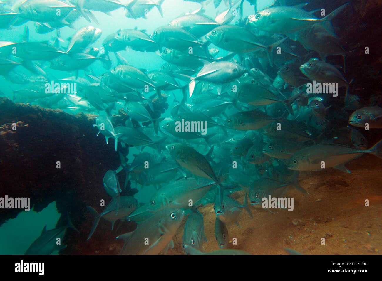 South East Asia, Philippines, Luzon, Subic Bay, jack fish at diving wreck Stock Photo