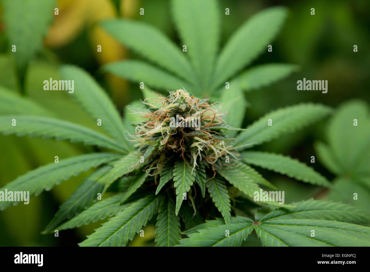 Cannabis (marijuana) seedling growing in pot. Stock Photo