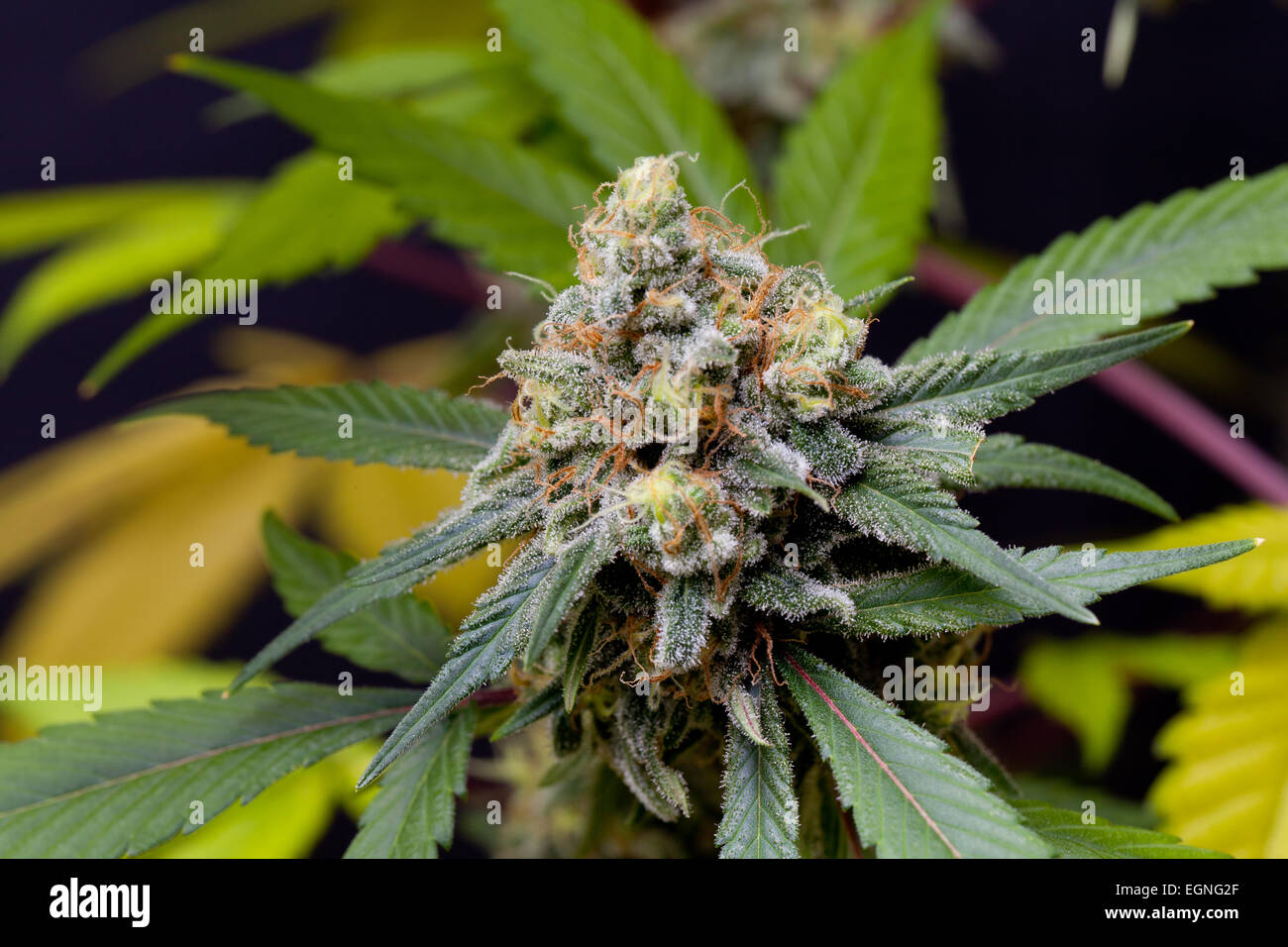 Closeup view of a marijuana flower. Stock Photo