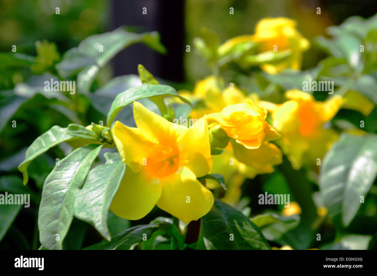 Yellow Flowers in the garden Stock Photo