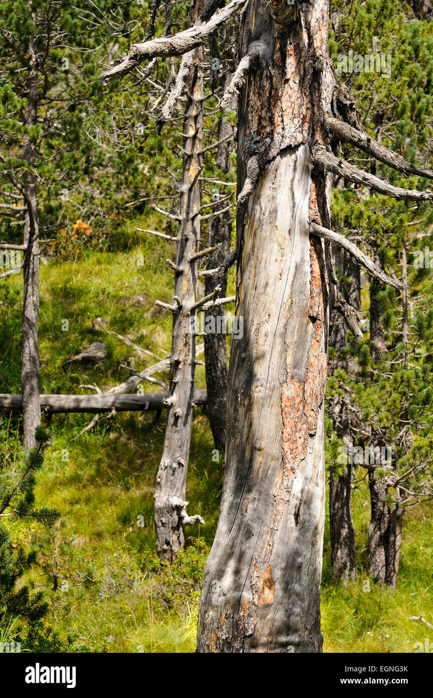 Portrait of dead tree, Pinus uncinata. Néouvielle National Nature Reserve. Hautes Pyrenees. France. Stock Photo