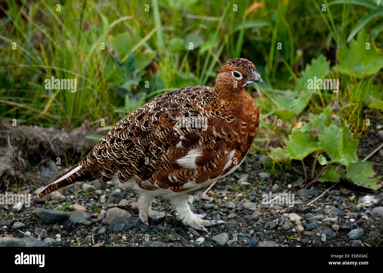 Willow ptarmigan (Lagopus lagopus) in Denali National Park, Alaska