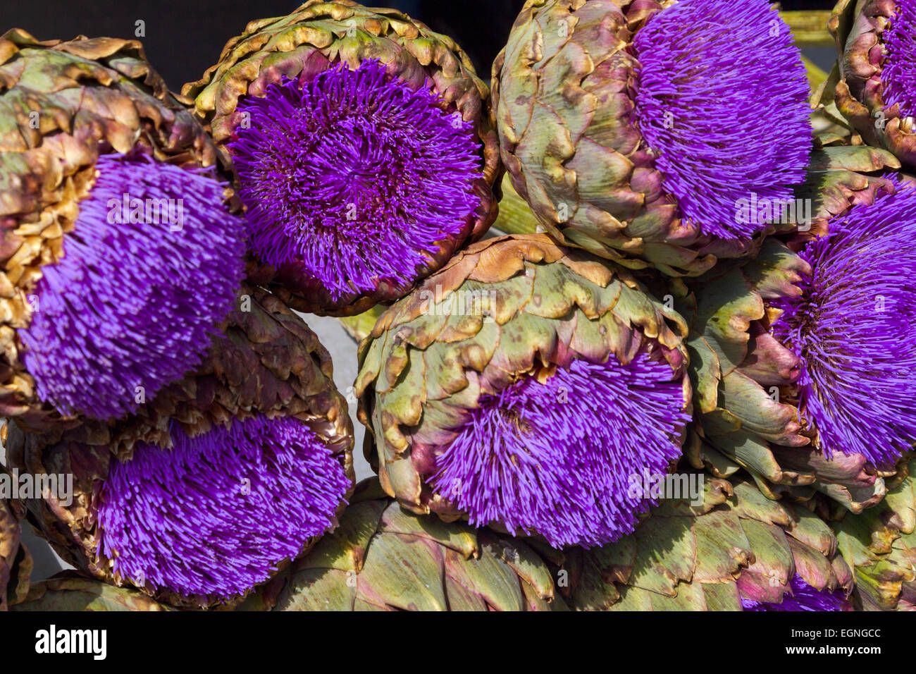Ornamental artichokes hires stock photography and images Alamy