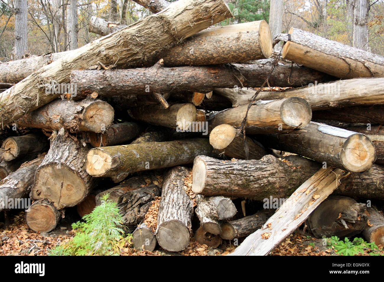 Wood warehouse in wood Stock Photo - Alamy