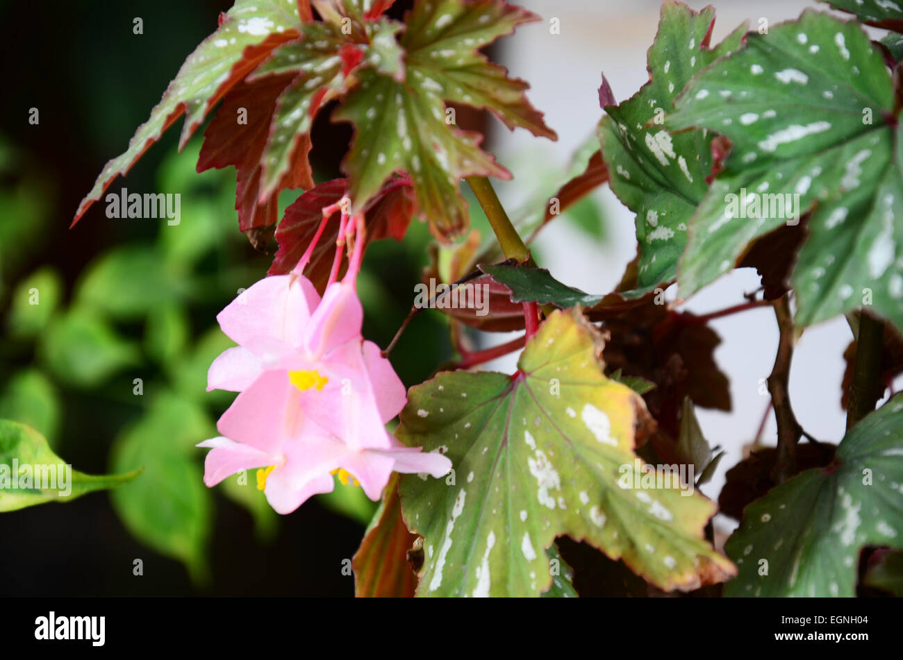 Pink Flowers in the garden Stock Photo - Alamy
