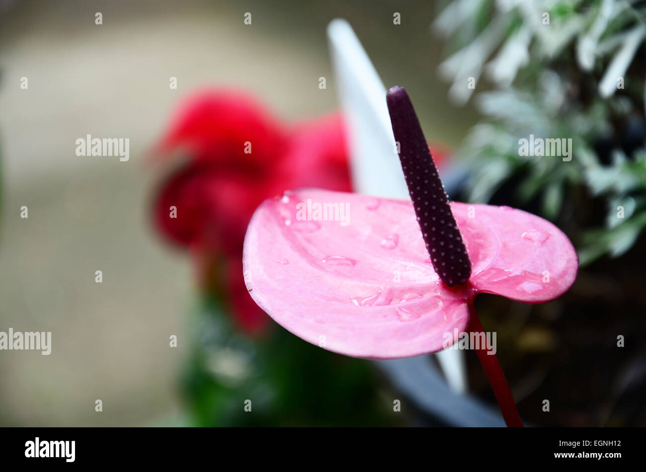 Pink Flowers in the garden Stock Photo - Alamy