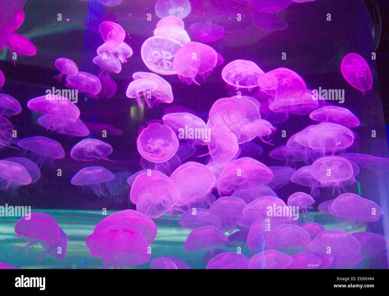 Moon jellyfish in an aquarium illuminated by colored light. Stock Photo