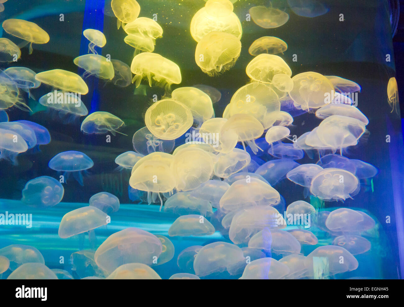 Moon jellyfish in an aquarium illuminated by colored light. Stock Photo