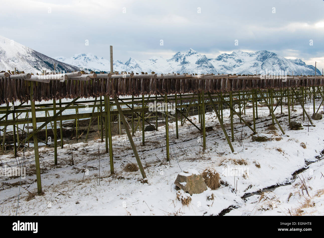 Drying cod hanging on the wooden racks near Gimsoy on Lofoten Islands ...