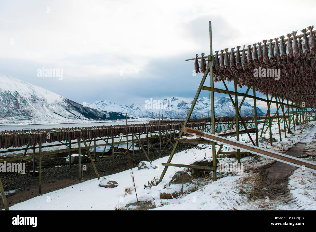 Drying cod hanging on the wooden racks near Gimsoy on Lofoten Islands ...