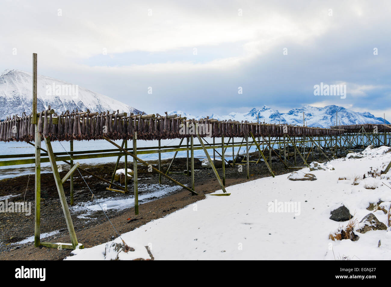 Drying cod hanging on the wooden racks near Gimsoy on Lofoten Islands ...