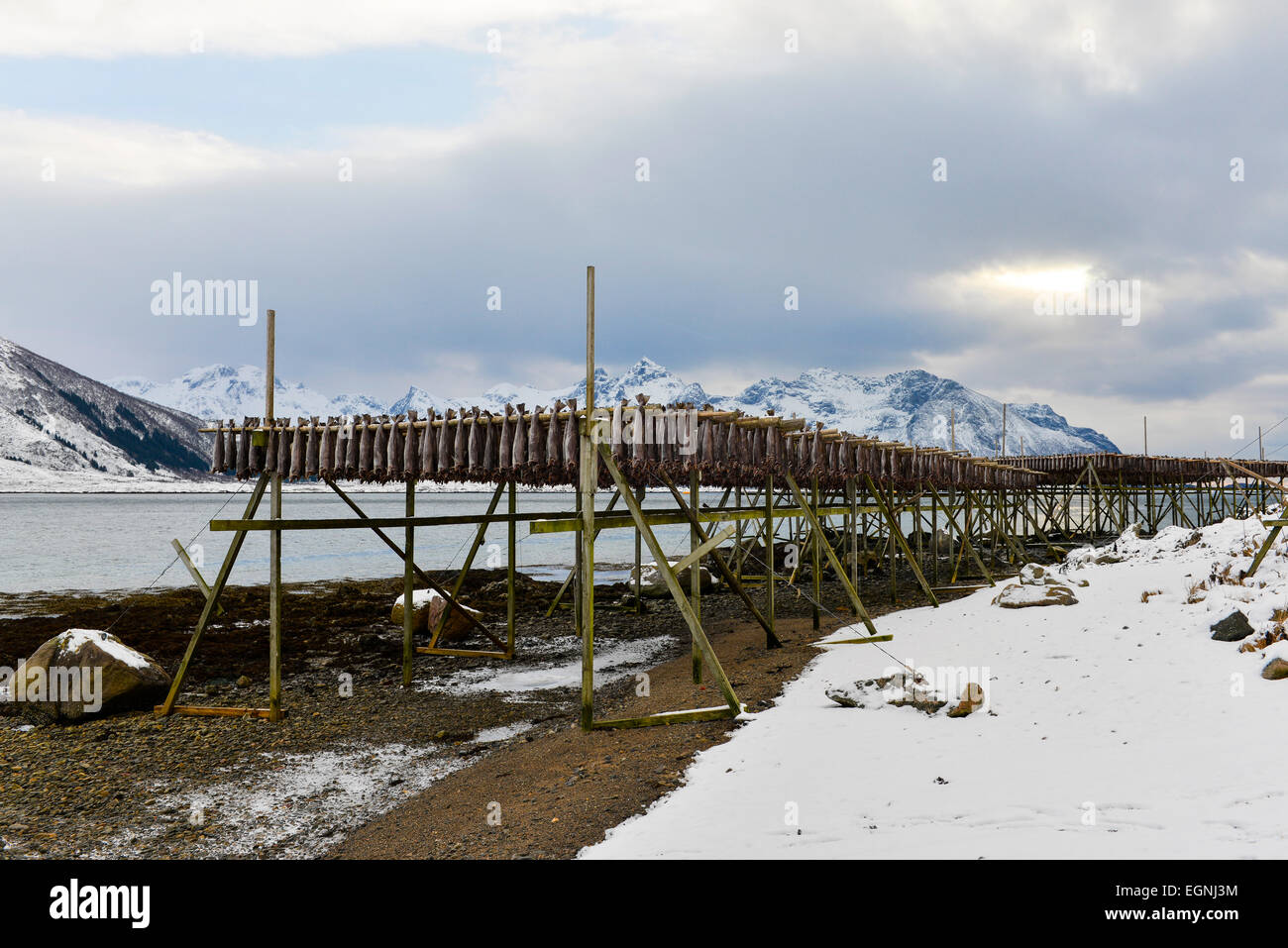 Drying cod hanging on the wooden racks near Gimsoy on Lofoten Islands ...