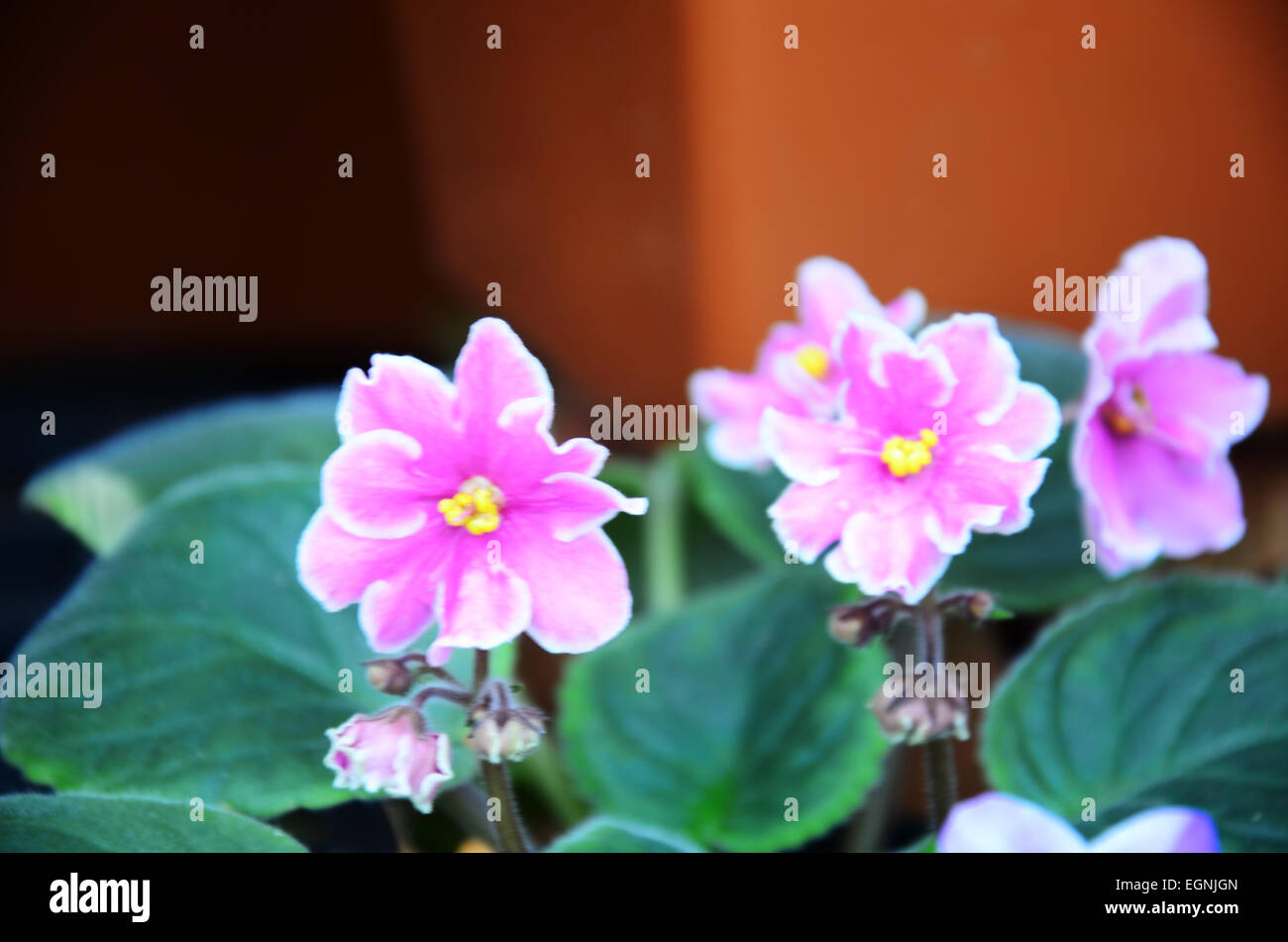 Pink Flowers in the garden Stock Photo - Alamy