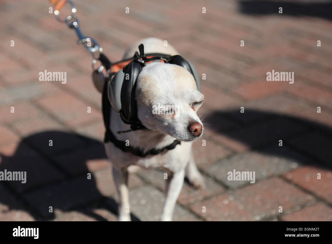 Dog ear protection Stock Photo