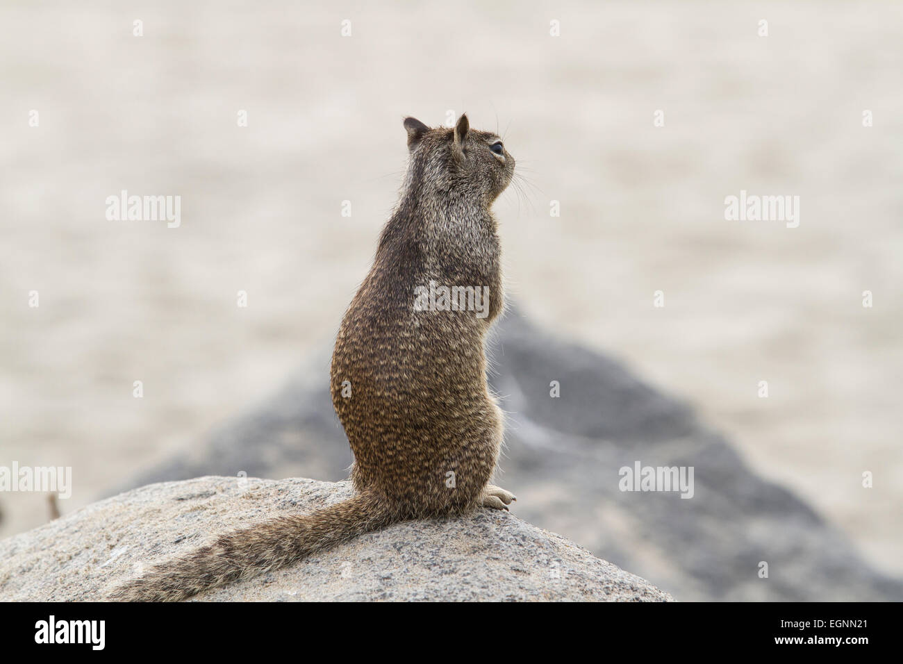Coastal squirrel watching people and dogs as they walk by Stock Photo